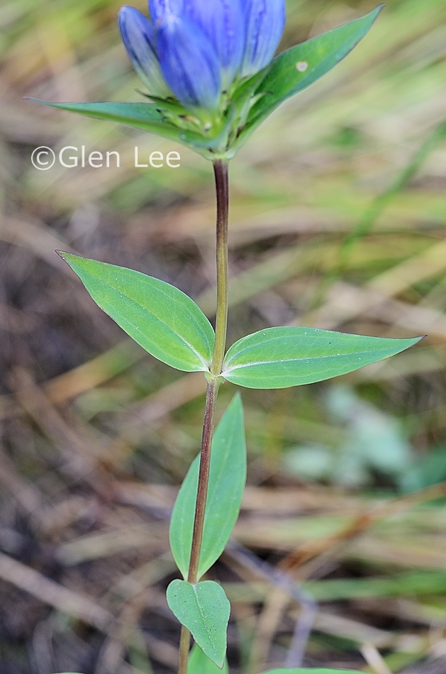 Gentiana andrewsii photos Saskatchewan Wildflowers